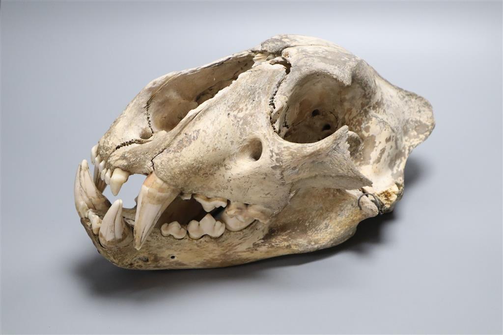 A lions skull, length 35cm